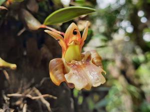 Dendrobium brunneum