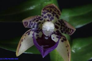 Dichaea pendula