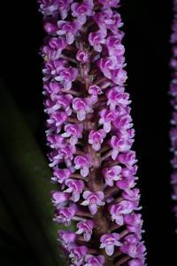 Arpophyllum giganteum