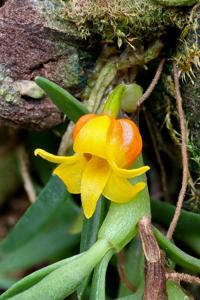 Mediocalcar decoratum