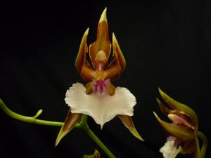 Oncidium cariniferum