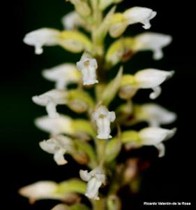 Microchilus plantagineus