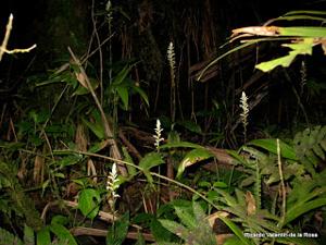 Microchilus plantagineus