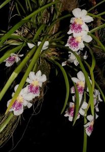 Miltoniopsis phalaenopsis