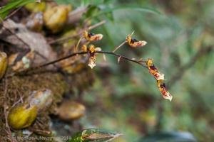 Bulbophyllum crabro