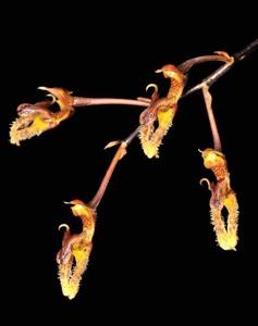 Bulbophyllum crabro