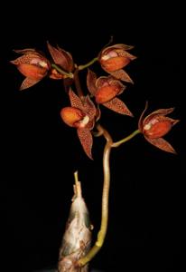 Mormodes ignea