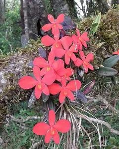 Sophronitis riograndensis