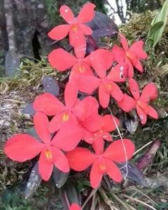 Sophronitis riograndensis