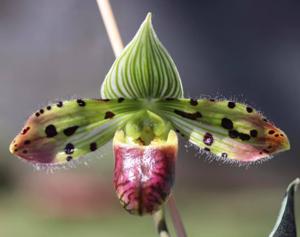 Paphiopedilum venustum