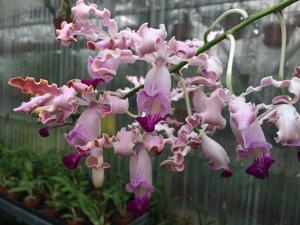 Myrmecophila exaltata