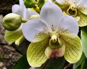 Vanda sanderiana
