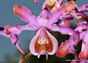 Myrmecophila grandiflora