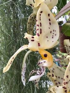 Stanhopea frymirei