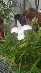 Arundina graminifolia