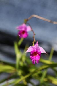 Arundina graminifolia