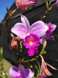 Arundina graminifolia