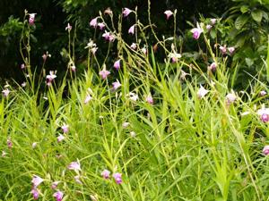 Arundina graminifolia