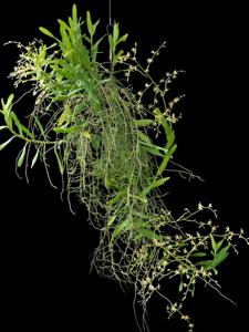 Trichoglottis dawsoniana