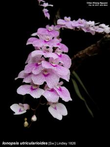 Ionopsis utricularioides