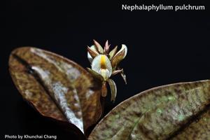 Nephelaphyllum pulchrum