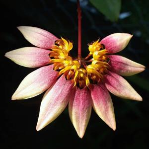Bulbophyllum lepidum