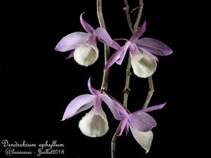 Dendrobium aphyllum