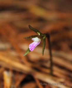 Nervilia mackinnonii