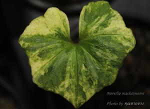 Nervilia mackinnonii