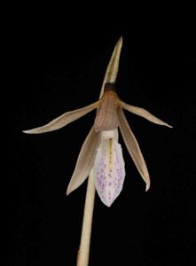 Nervilia macroglossa