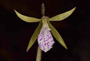 Nervilia macroglossa