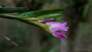 Isochilus linearis