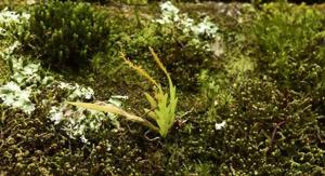 Oberonia caulescens
