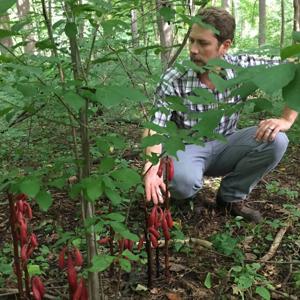 Cyrtosia septentrionalis