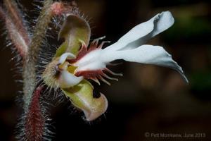 Odontochilus elwesii