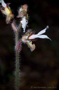 Odontochilus elwesii