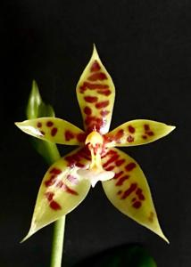 Phalaenopsis cornu-cervi