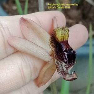 Porphyroglottis maxwelliae