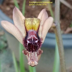 Porphyroglottis maxwelliae