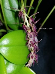 Pleurothallis loranthophylla