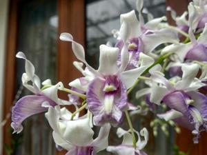 Dendrobium nindii