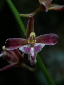 Acriopsis liliifolia