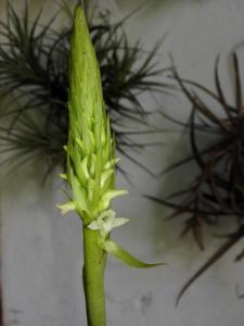 Skeptrostachys balanophorostachya