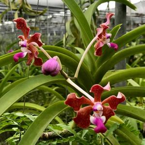 Vanda tricolor var. floresensis