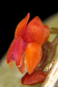 Lepanthes fimbriata
