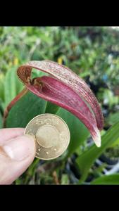 Bulbophyllum bandischii