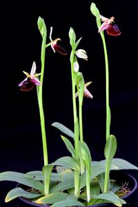 Ophrys ferrum-equinum