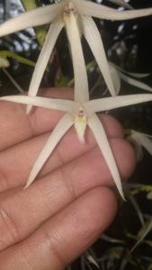Eria javanica