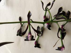 Epidendrum melanoporphyreum
