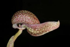 Bulbophyllum grandiflorum